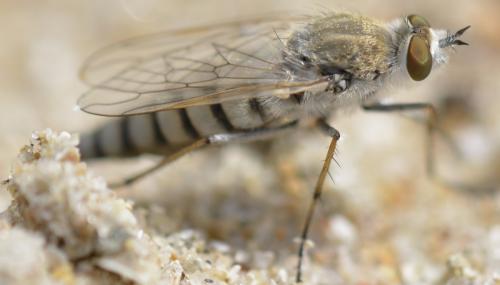 Réf. 231 720 : Acrosathe annulata